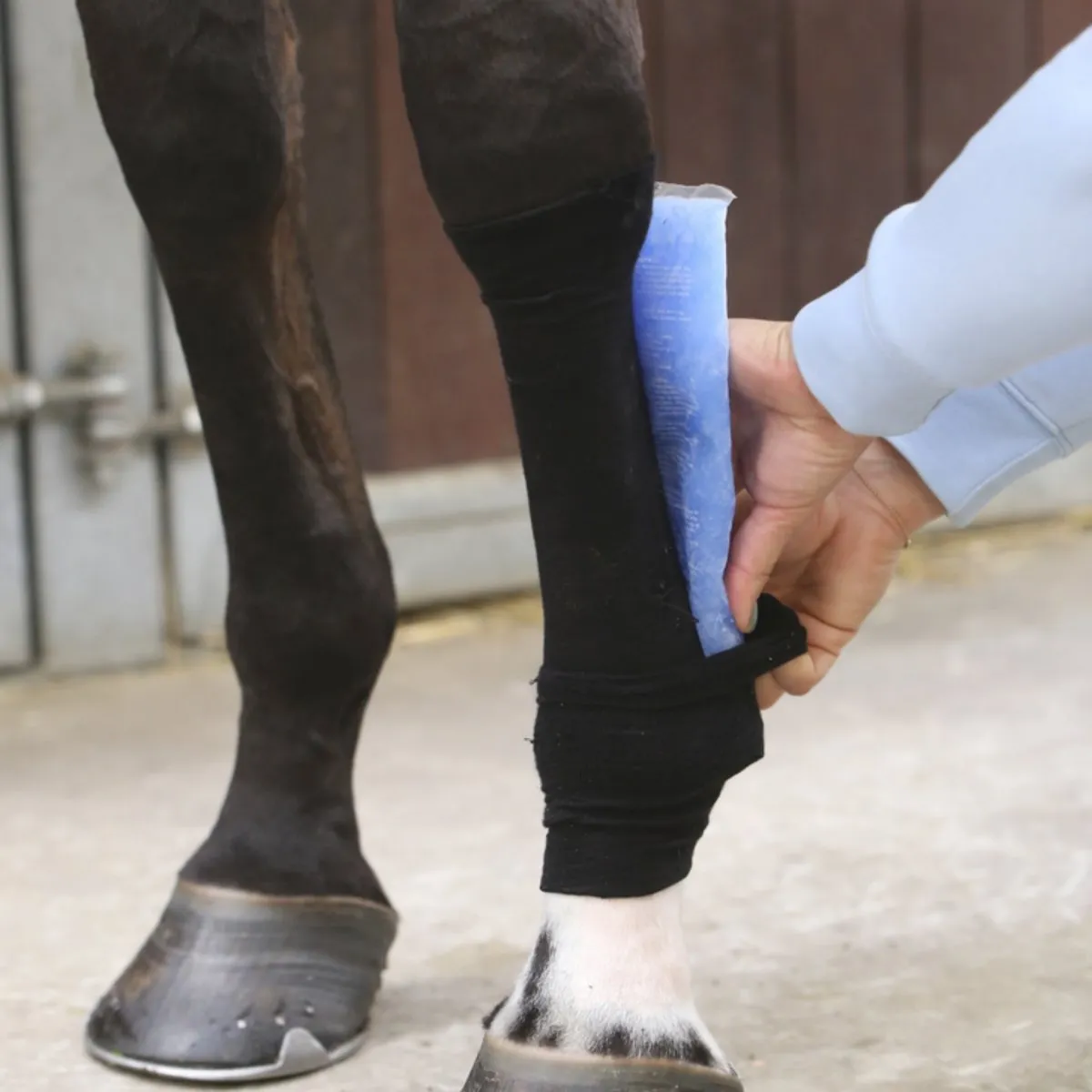 Tendon Grip Sock Equine Therapy | Kentucky Horsewear