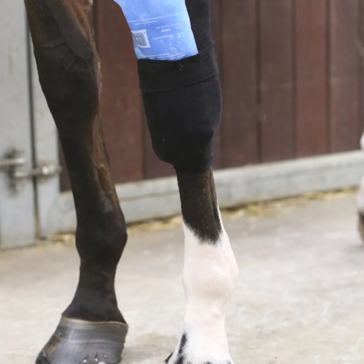 Tendon Grip Sock Equine Therapy | Kentucky Horsewear